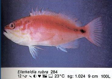 Ellerkeldia rubra